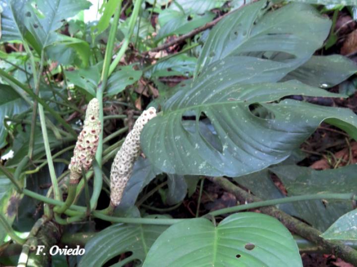 Monstera adansonii (Chirrivaca, Piñamona)
