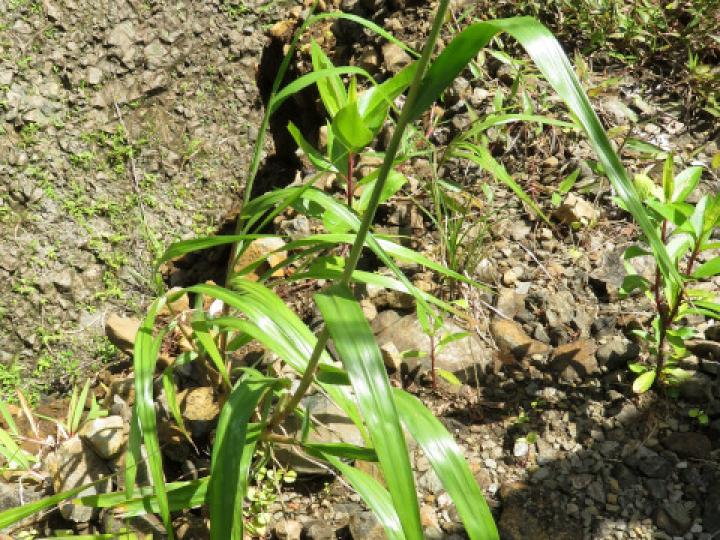 Paspalum saccharoides