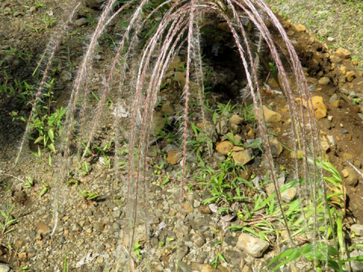 Paspalum saccharoides