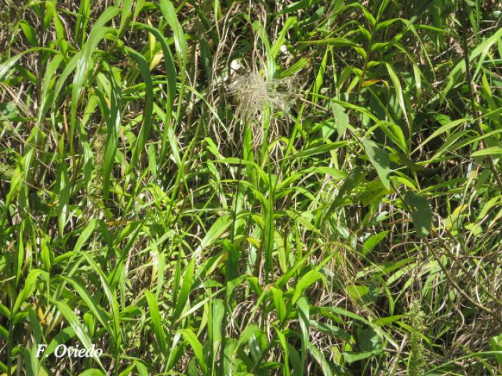 Paspalum saccharoides