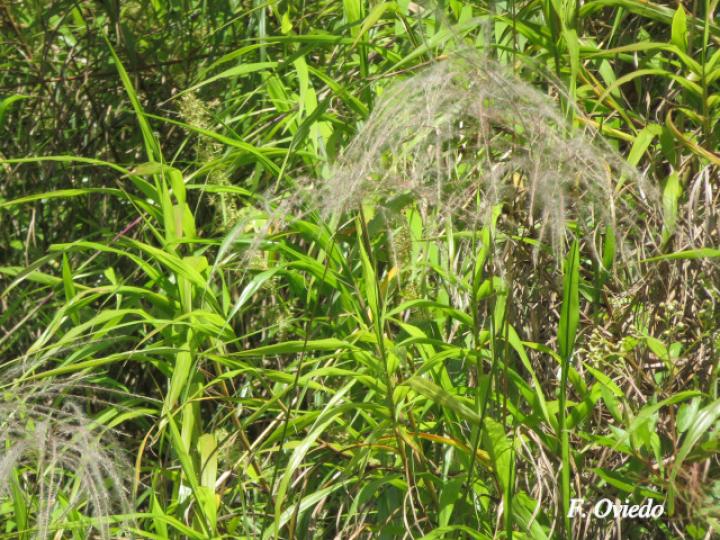 Paspalum saccharoides