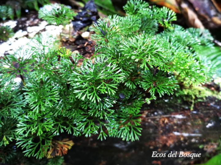 Peltapteris peltata