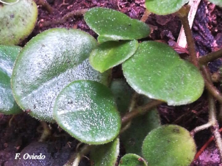Peperomia ciliaris