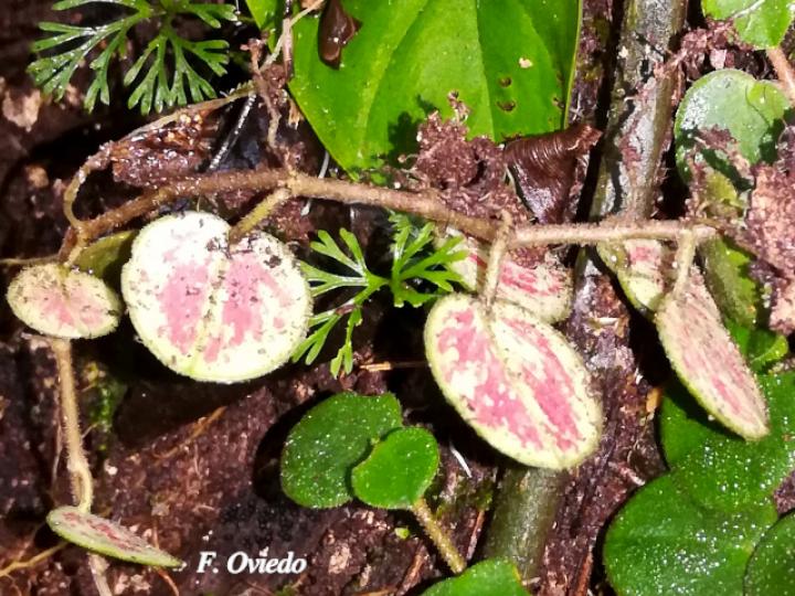 Peperomia ciliaris