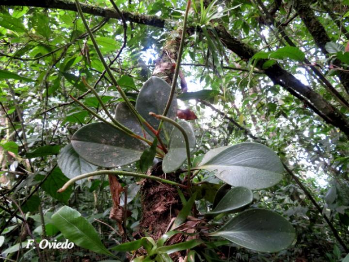 Peperomia obtusifolia