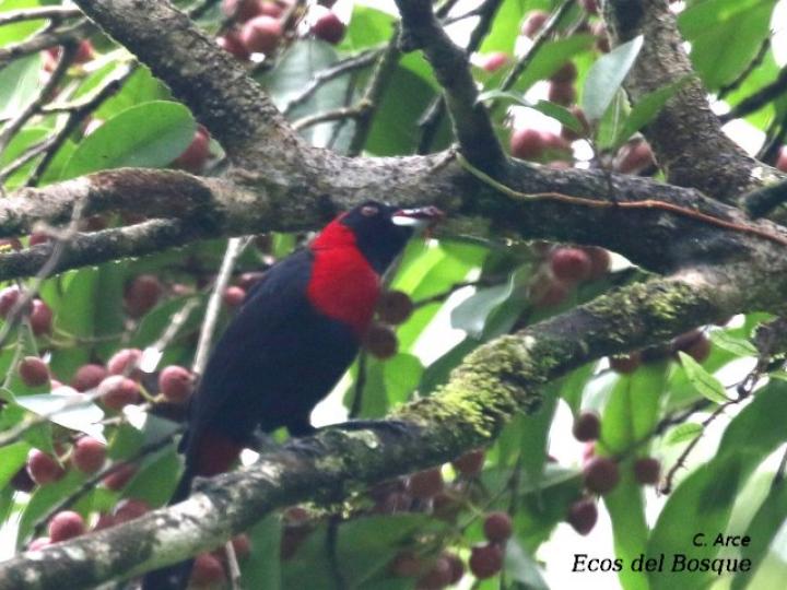 Ramphocelus sanguinolentus