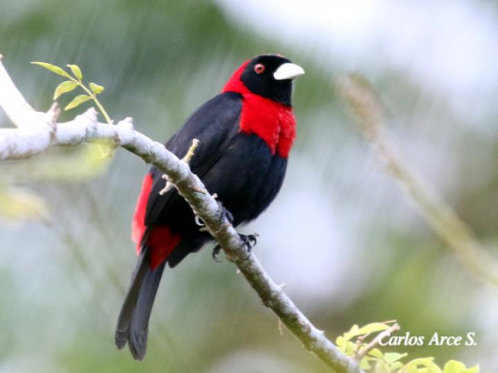 Ramphocelus sanguinolentus