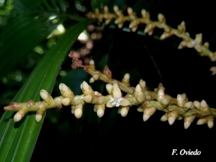 Reinhardtia gracilis var. rostrata (Palma ventana)
