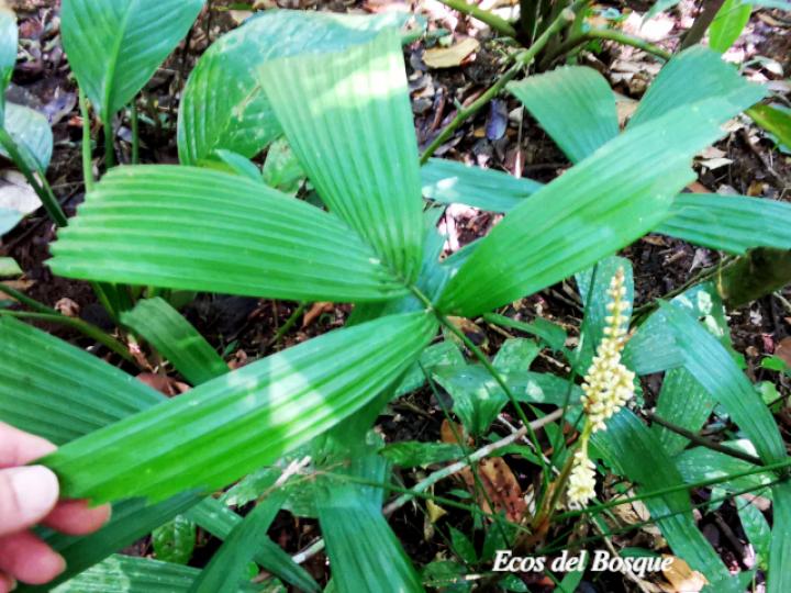 Reinhardtia gracilis var. rostrata (Palma ventana)