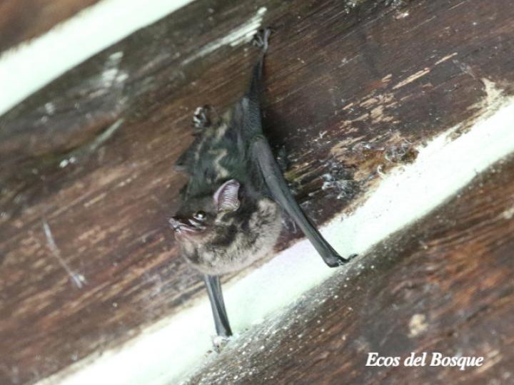 Saccopteryx bilineata (Murciélago listado)