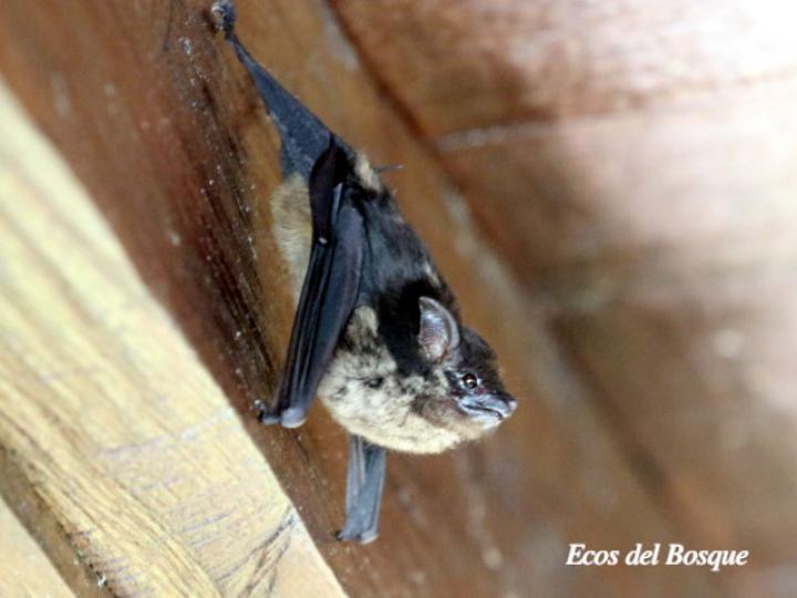 Saccopteryx bilineata (Murciélago listado)