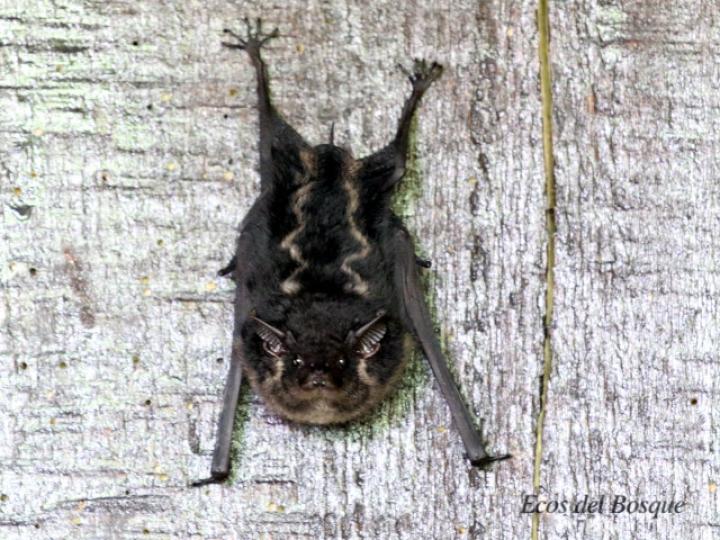 Saccopteryx bilineata (Murciélago listado)