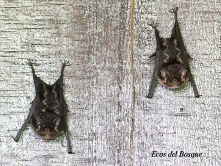 Saccopteryx bilineata (Murciélago listado)