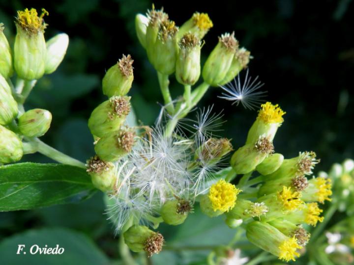 Schistocarpha eupatorioides