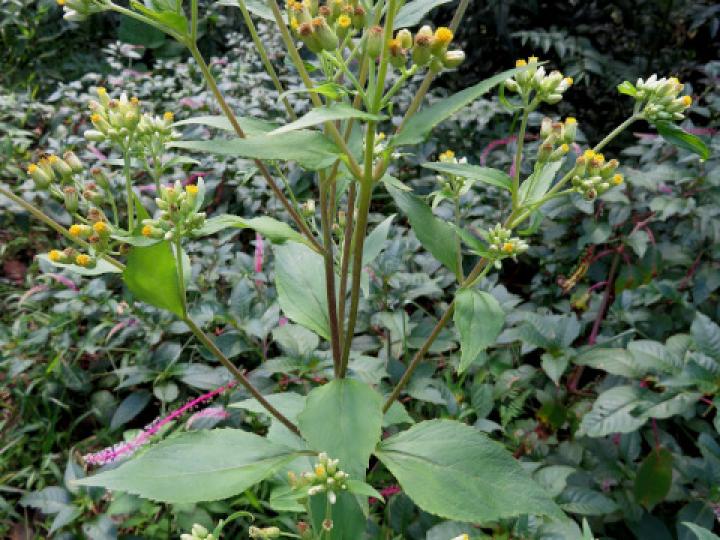 Schistocarpha eupatorioides