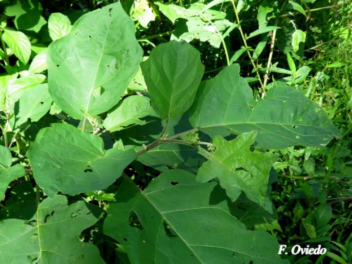 Solanum torvum (Berenjena cimarrona)