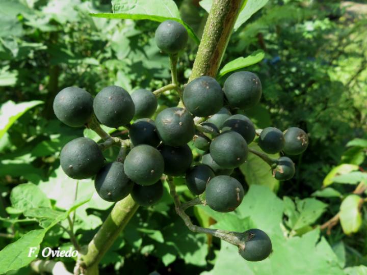 Solanum torvum (Berenjena cimarrona)