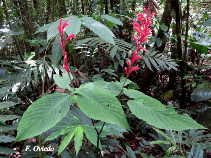 Stenostephanus chavesii (Pavón de Montaña)