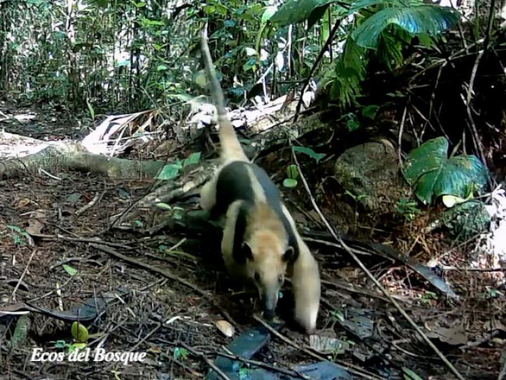 Tamandua mexicana (Oso hormiguero)