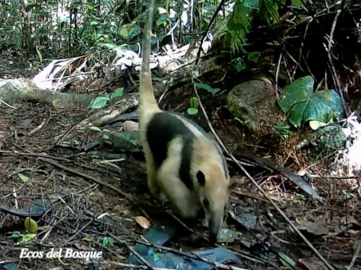 Tamandua mexicana (Oso hormiguero)