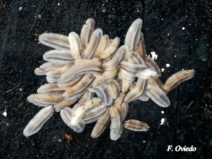 Barydesmus sp (Milpiés gigante de espalda plana, ninfas) Barydesmus sp (Milpiés gigante de espalda plana, ninfas)