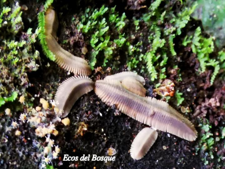 Barydesmus sp (Milpiés gigante de espalda plana, ninfas)