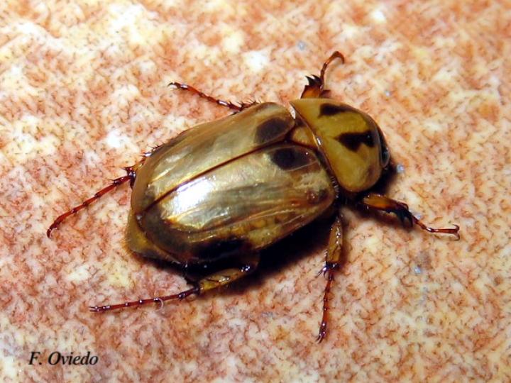 Cyclocephala amazona