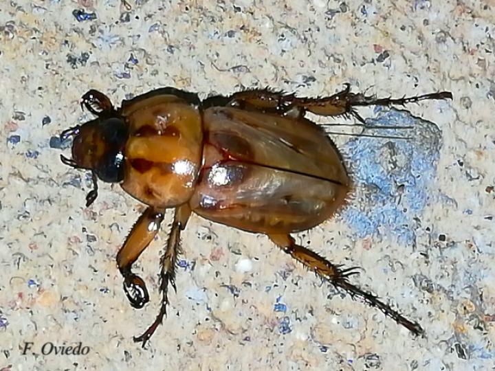 Cyclocephala amazona