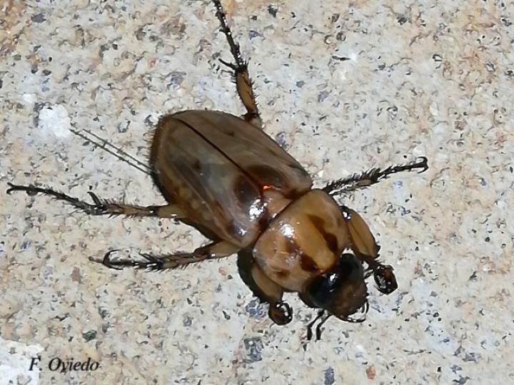 Cyclocephala amazona