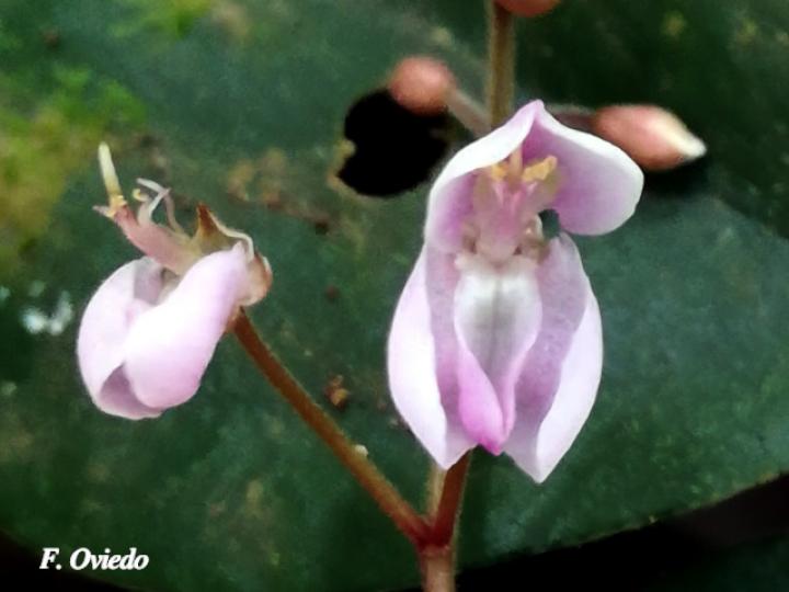 Desmodium axillare (Pega-pega)