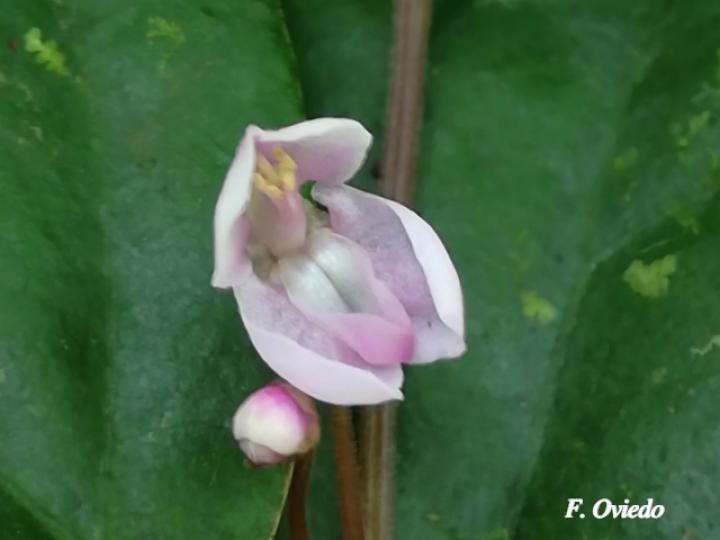 Desmodium axillare (Pega-pega)