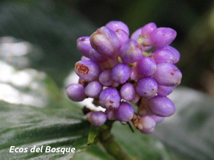 Dichorisandra hexandra