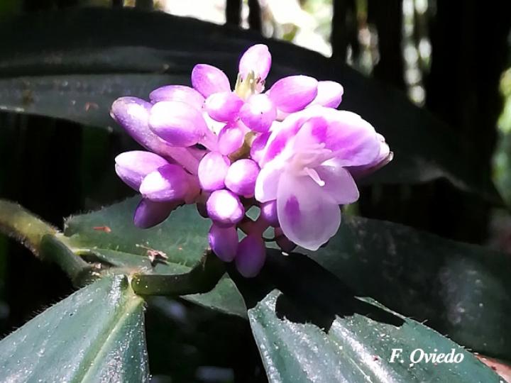 Dichorisandra hexandra