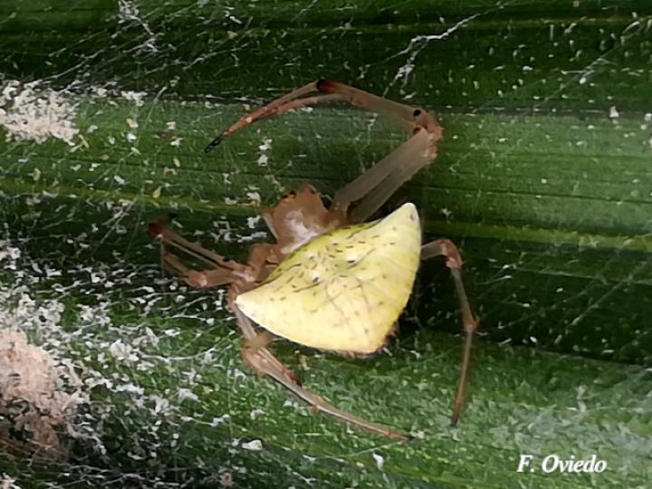 Epeiroides bahiensis