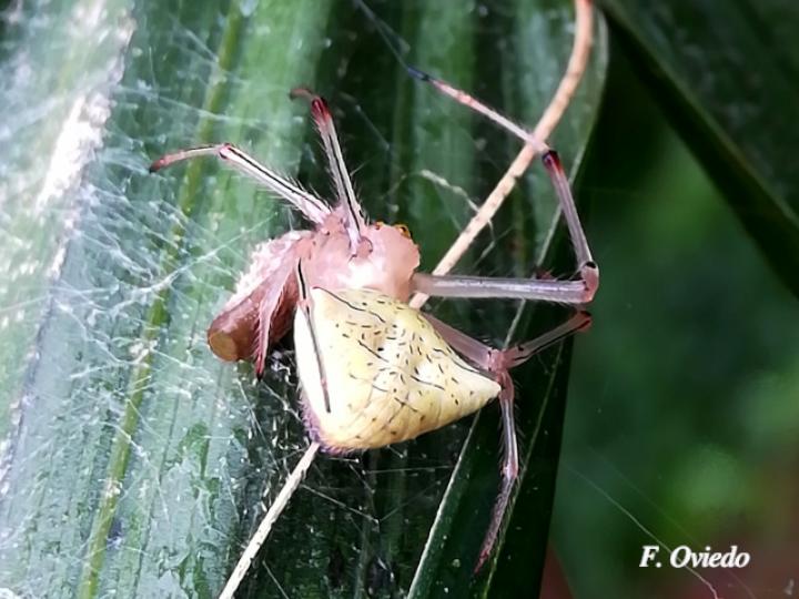 Epeiroides bahiensis