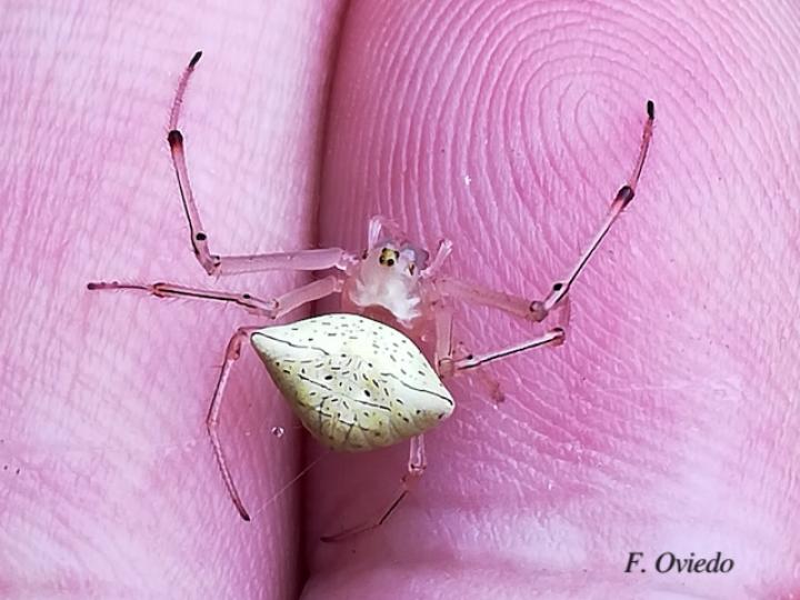 Epeiroides bahiensis