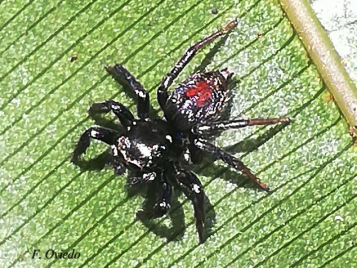 Especie salticidae 02 (Araña saltarina)