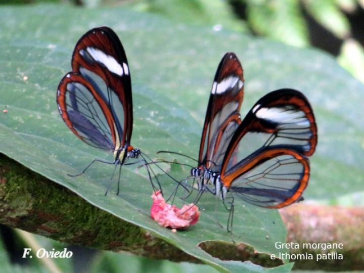 Greta morgane e Ithomia patilla Greta morgane e Ithomia patilla