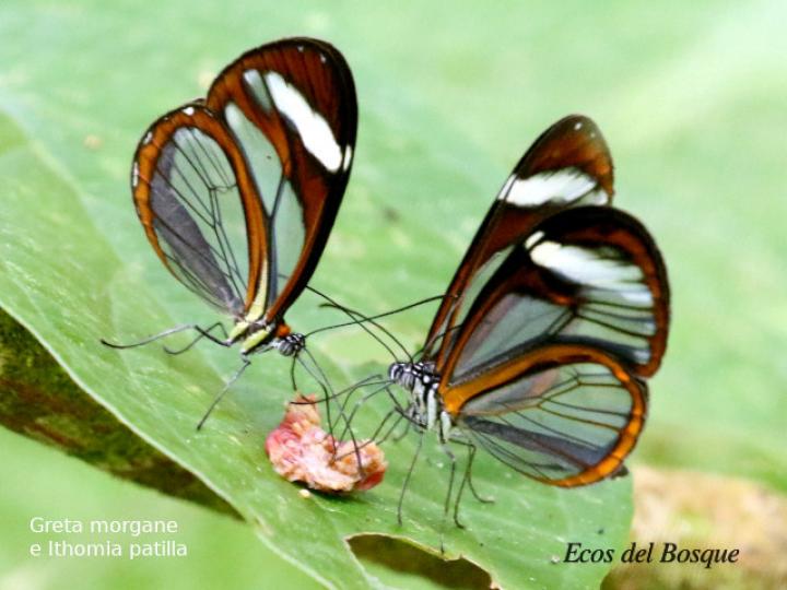 Greta morgane e Ithomia patilla