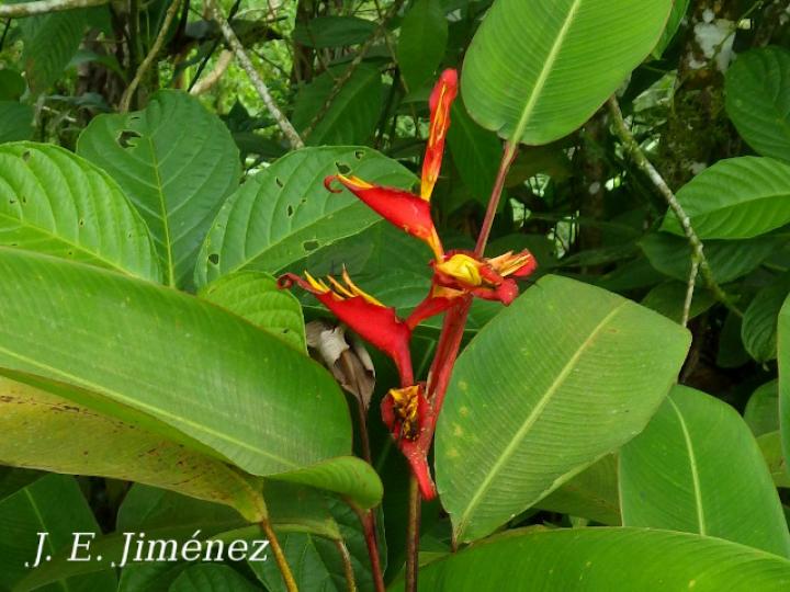 Heliconia irrasa