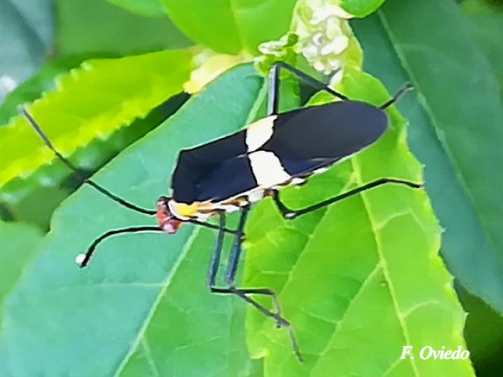 Hypselonotus interruptus