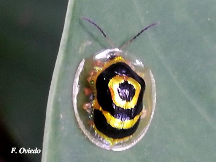 Ischnocodia annulus (Escarabajo tortuga dorado)