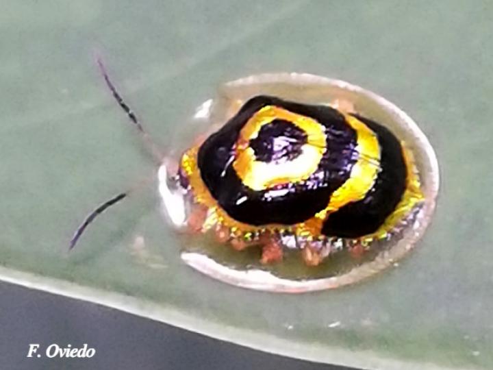 Ischnocodia annulus (Escarabajo tortuga dorado)