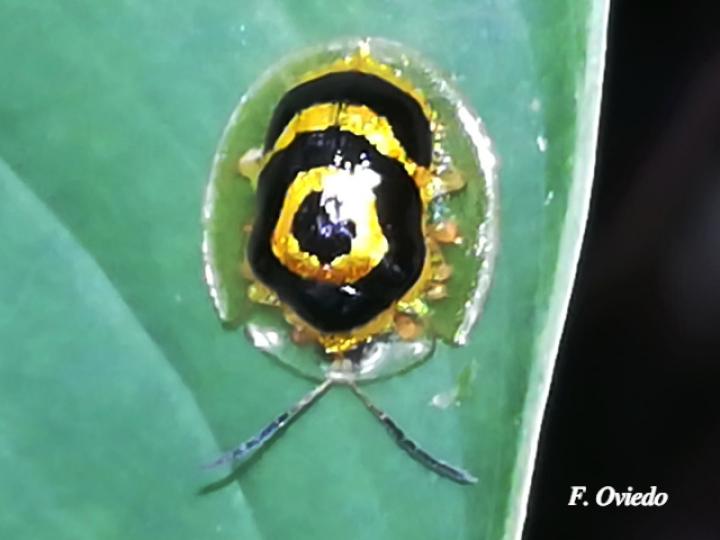 Ischnocodia annulus (Escarabajo tortuga dorado)
