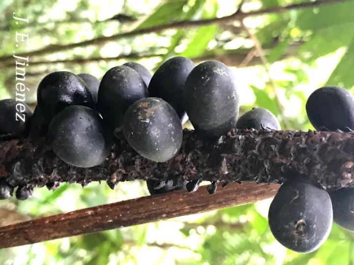 Pholidostachys pulchra