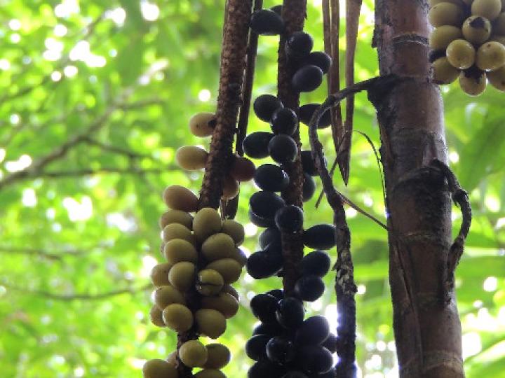 Pholidostachys pulchra