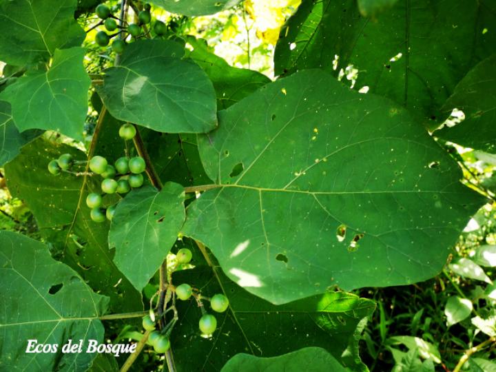 Solanum torvum (Berenjena cimarrona)