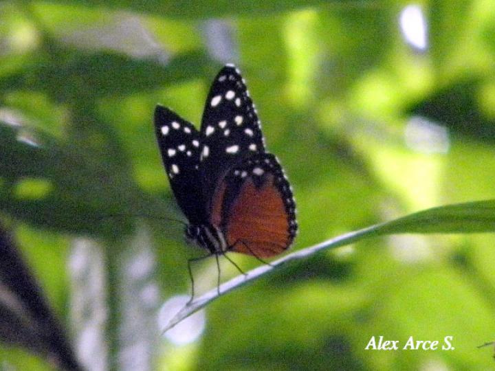 Tithorea tarricina pinthias