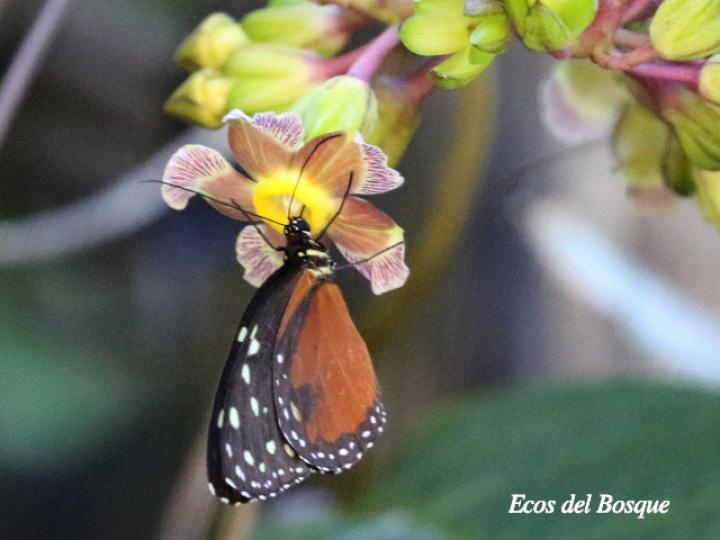 Tithorea tarricina pinthias