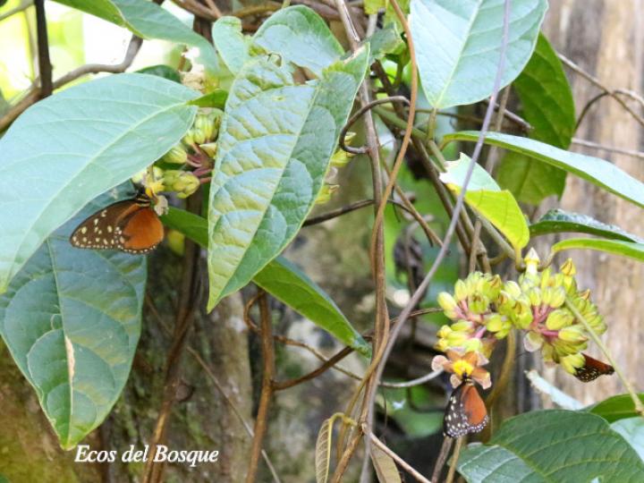 Tithorea tarricina pinthias